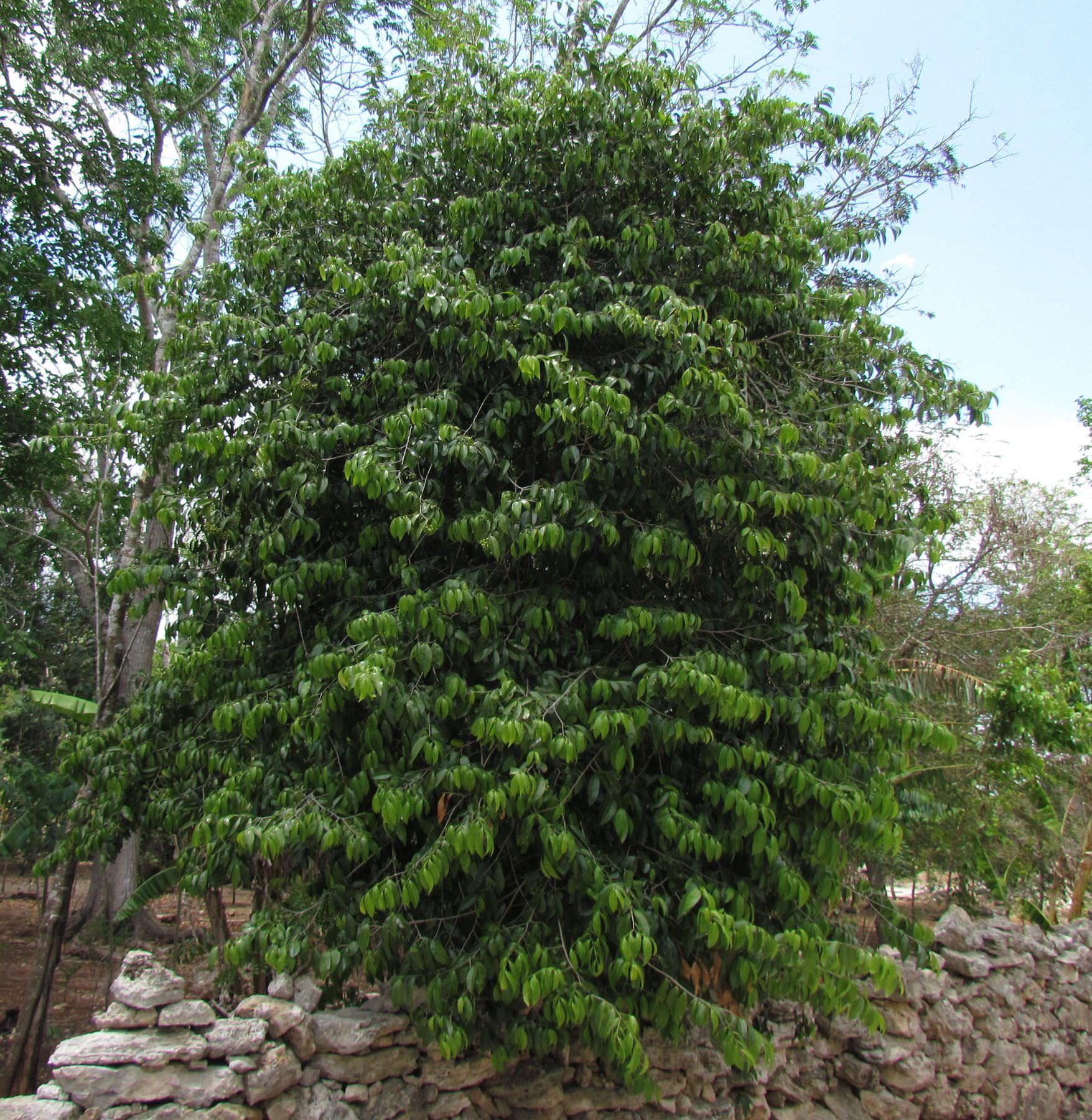 Mosannona depressa
